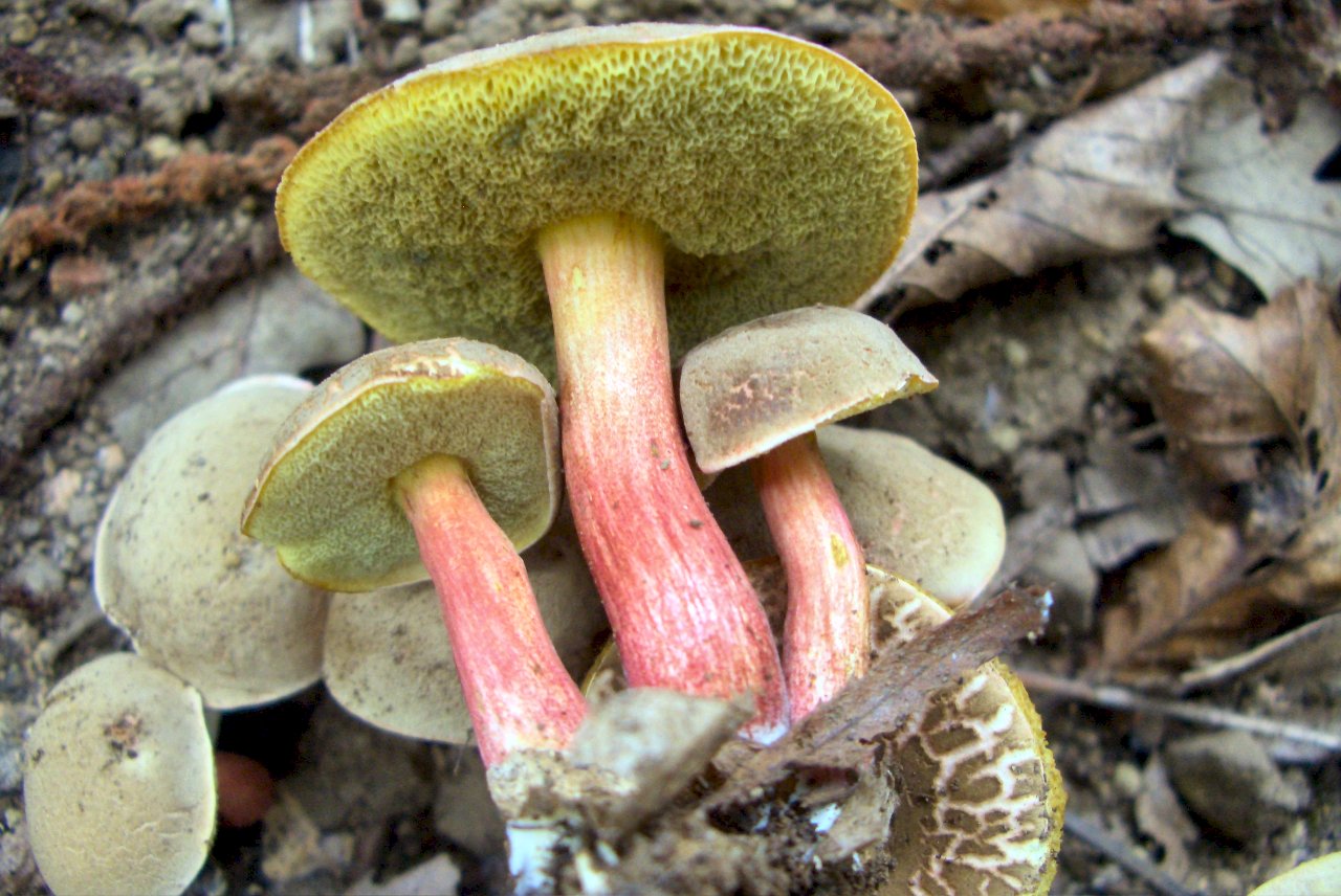 Xerocomus sp